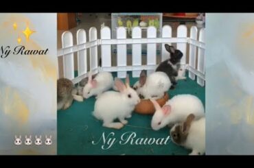 Cute rabbit names Raising and feeding rabbits Video 2020