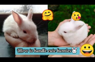 How to handle cute little baby Rabbits!!! 😍