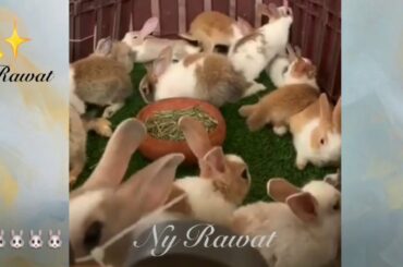Cute rabbits compilation Raising and feeding rabbits Video full HD 2020