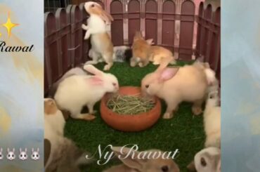 Rabbit playing video Raising and feeding rabbits video 2020