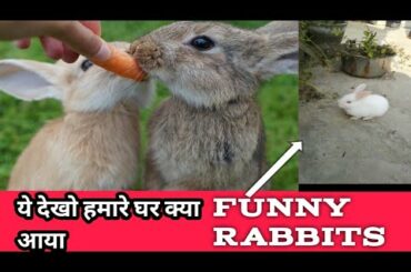 Funny And Cute Baby Bunny Rabbit🐰v/s Rat video// HAPPY KNOW TV