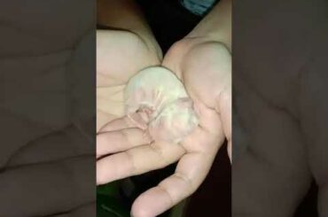 Newborn baby Bunnies Snuggle and sleep...
