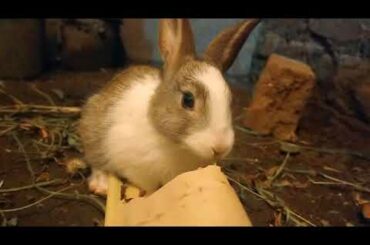Cute Bunny