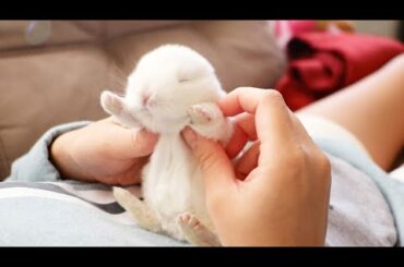 Newborn Baby Bunnies Snuggle and Sleep_Try not to love it