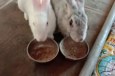 rabbit morning routine\rabbit//cute rabbit