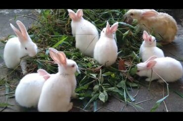rabbits most like Tridax Procumbens