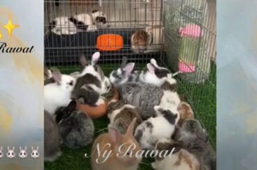 Cute baby rabbit Videos Raising and feeding rabbits Video 2020 🐰🐰