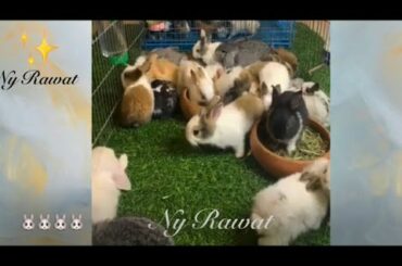 Are rabbits rodents Raising and feeding rabbits Video full HD 202