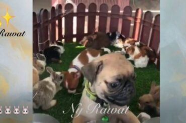 Facts about rabbits SV Dogs Raising and feeding rabbits Videos 2020