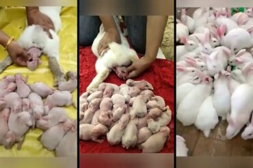 birth of a rabbit | many cute rabbits