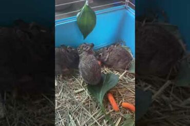 Cute baby bunny