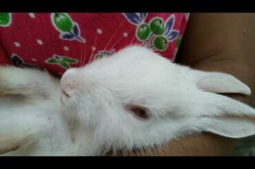 Bunny rabbit sleeping on lap 💤 😴। Bunny The Super Star ⭐😍।