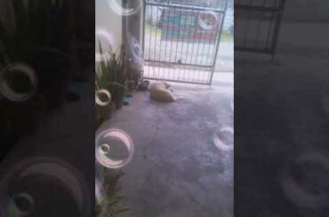 Hi guys I have a baby bunny she so cute and adorable