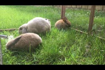 Funny and cute Mum and baby Bunny Rabbits