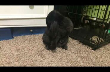 Bunny Bath Time!!