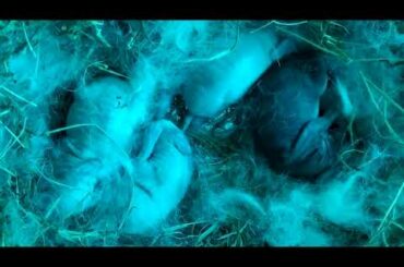 One day old '4' Rabbit babies at RJnest 🐰 🐇