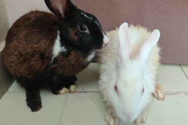 Cute rabbit eating carrot...