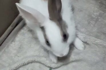 So cute 🐇baby