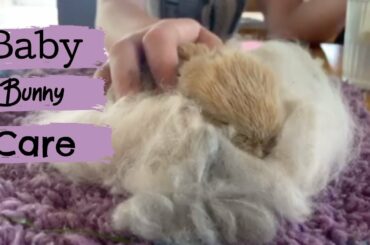 WHAT TO DO IF YOU FIND A BABY BUNNY | The Rabbit Sanctuary Australia