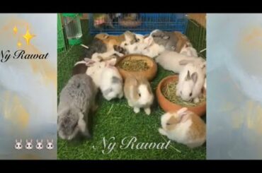 Cute rabbits funny video  Raising and feeding rabbits 🐰🐰