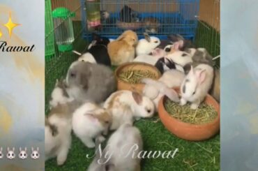 Funny video rabbit 2020 cute  Raising and feeding rabbits video full HD