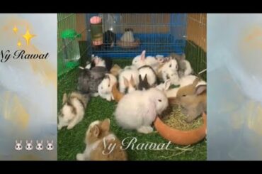 Netherland Dwarf rabbit size inches  Raising and feeding rabbits videos 2020