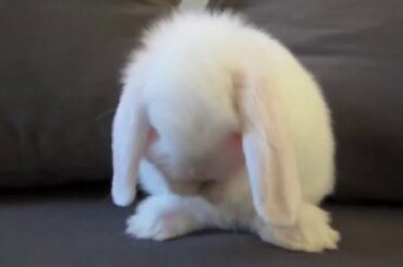 koko animals | Cute Baby Bunny Washing Her Face _ Really cute 😍