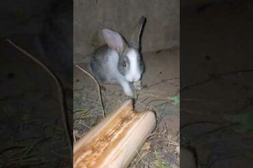 Bunny Cute reaction for Flashlight