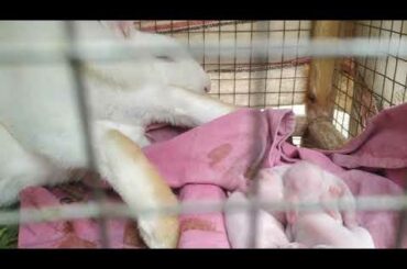 Wanderful Rabbit Giving Birth To 3 baby at home