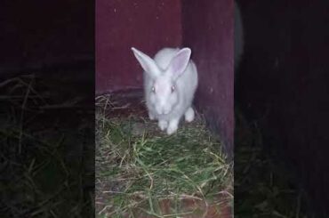 My cute baby rabbit is eating grass / my pets info