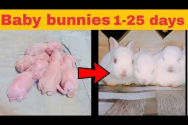 Baby bunnies growing  up 1 to 25 days!