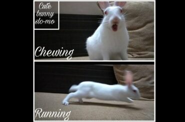 Funny Baby Bunny running like a mad😂 | Slo-mo eating habbit | Funny video | Mikku