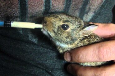 Feeding Orphaned baby Cottontail Rabbit
