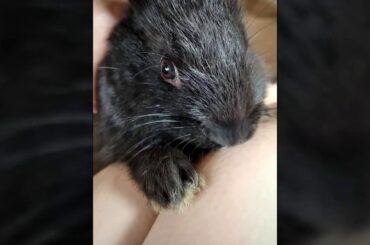 Black cute baby rabbit