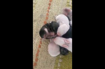 Baby rabbits snuggle and sleep //*part-2*//About my pets name