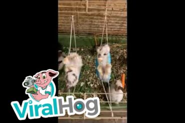 Surgical Masks Make Great Bunny Hammocks || ViralHog