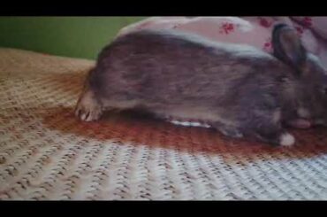 Cute baby bunny 2 weeks old exploring the place