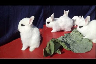 Dwarf Hotot Rabbit's Information Cute Babies