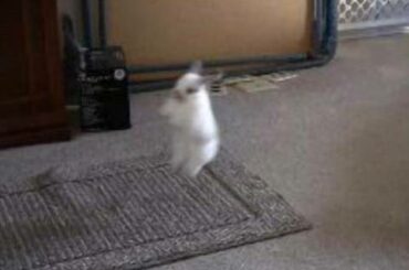 Bunny Rabbit Olympics - Baby Bunny Long Jump