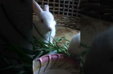 Baby Rabbit eating grass |Mensirung ne hem kapangreng apot || domestic animal|| SKramsa TV