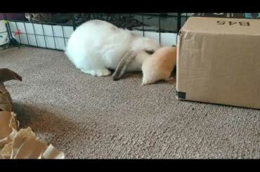Baby Rabbit Meets Hamster