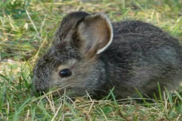 Baby Bunny Rabbit compliation