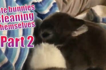 Cute bunnies cleaning themselves (Part 2)