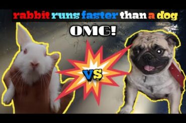 BABY RABBIT RUNS FASTER THAN A PUG DOG | Spark Indian