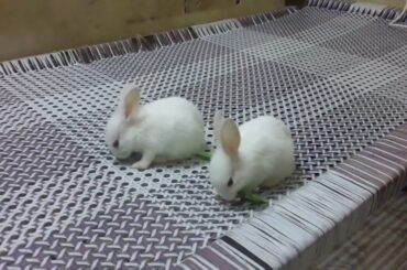 TWO CUTE BABY RABBITS/JAY INFO/