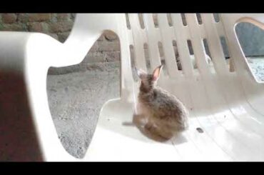 Baby Rabbit 🐇 Trying To Escape From Chair And  Also Workout