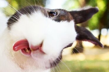 Funny Baby Rabbits 2020 [Funny Pets]