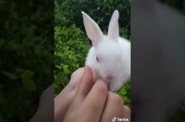 Sona kitna sona hai sone jaisa Tera mann song  Cute baby rabbit 🐰 dance