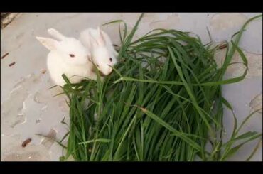 Cute baby rabbits 🤗🤗