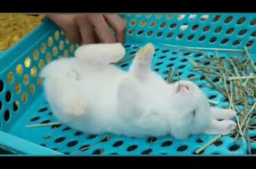 Baby rabbits cute and funny